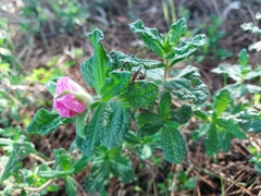 Cistus crispus