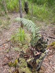 Telmatoblechnum indicum