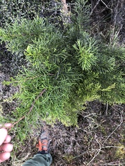 Halocarpus bidwillii