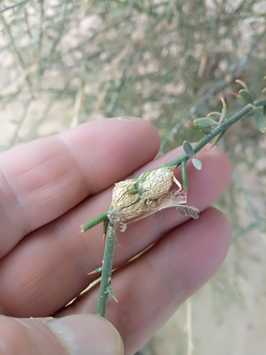 Image of Balanites aegyptiaca by (c) Karim Haddad, some rights reserved (CC BY)