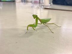 Hierodula patellifera patellifera