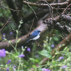 Ficedula superciliaris