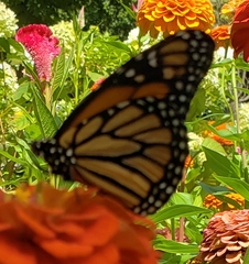 Danaus plexippus