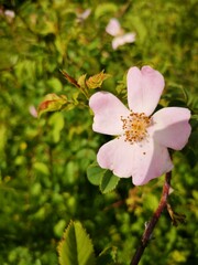 Rosa micrantha
