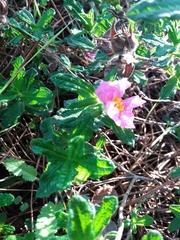 Cistus crispus