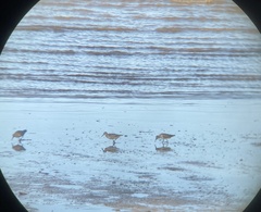 Calidris tenuirostris