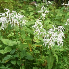 Koenigia polystachya