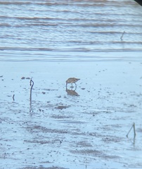 Calidris tenuirostris