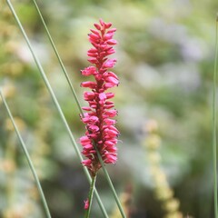 Bistorta amplexicaulis