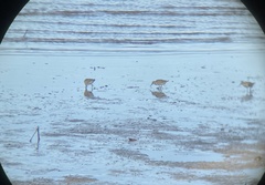 Calidris tenuirostris