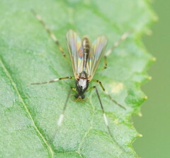 Imparipecten pictipes