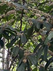 Piparea dentata