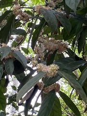 Piparea dentata