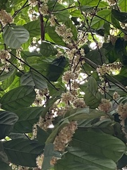 Piparea dentata