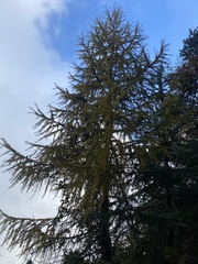 Larix potaninii himalaica