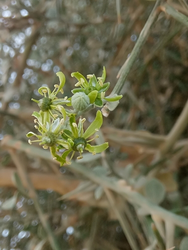 Image of Balanites aegyptiaca by (c) Karim Haddad, some rights reserved (CC BY)