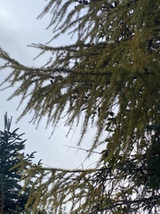 Larix potaninii himalaica