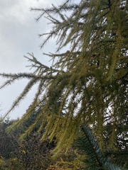 Larix potaninii himalaica