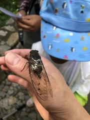 Hyalessa maculaticollis