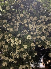 Alstonia scholaris