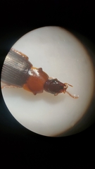 Calathus melanocephalus