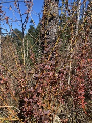 Berberis asiatica