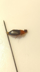 Calathus melanocephalus