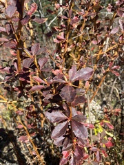 Berberis asiatica