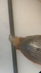 Calathus melanocephalus