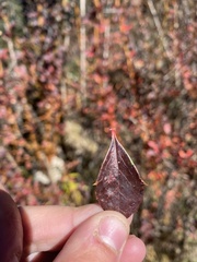 Berberis asiatica
