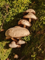 Ossicaulis lignatilis
