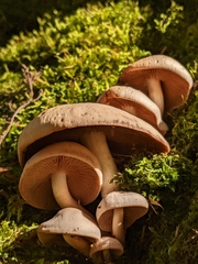 Ossicaulis lignatilis