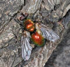 Gymnocheta viridis