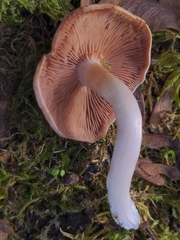 Ossicaulis lignatilis