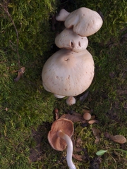Ossicaulis lignatilis