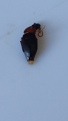 Calathus melanocephalus