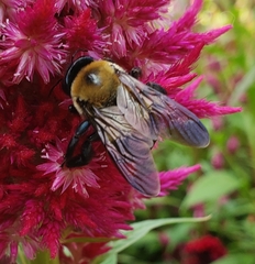 Xylocopa virginica