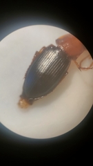 Calathus melanocephalus