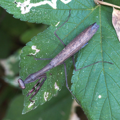 Statilia maculata maculata