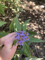 Aster albescens