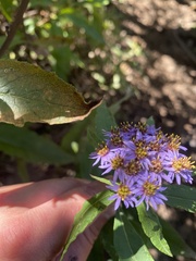 Aster albescens
