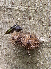 Cnidoscolus oligandrus