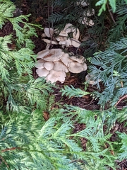 Leucopaxillus