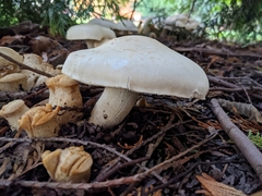 Leucopaxillus