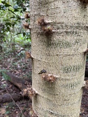 Cnidoscolus oligandrus