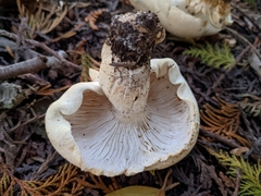 Leucopaxillus