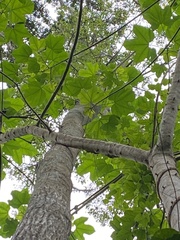 Cnidoscolus oligandrus