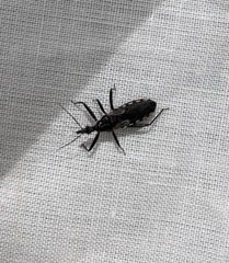 Reduviidae