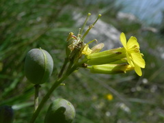 Alyssoides utriculata