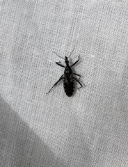 Reduviidae